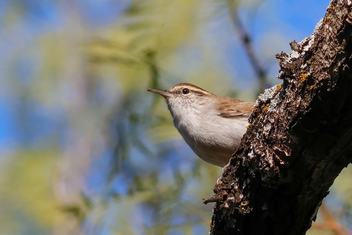 Длиннохвостый крапивник - ML644584376