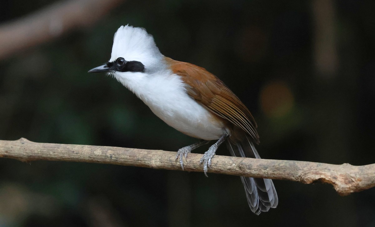 ハクオウチョウ - ML644584385