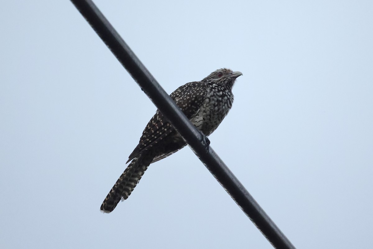 Asian Koel - ML644584394