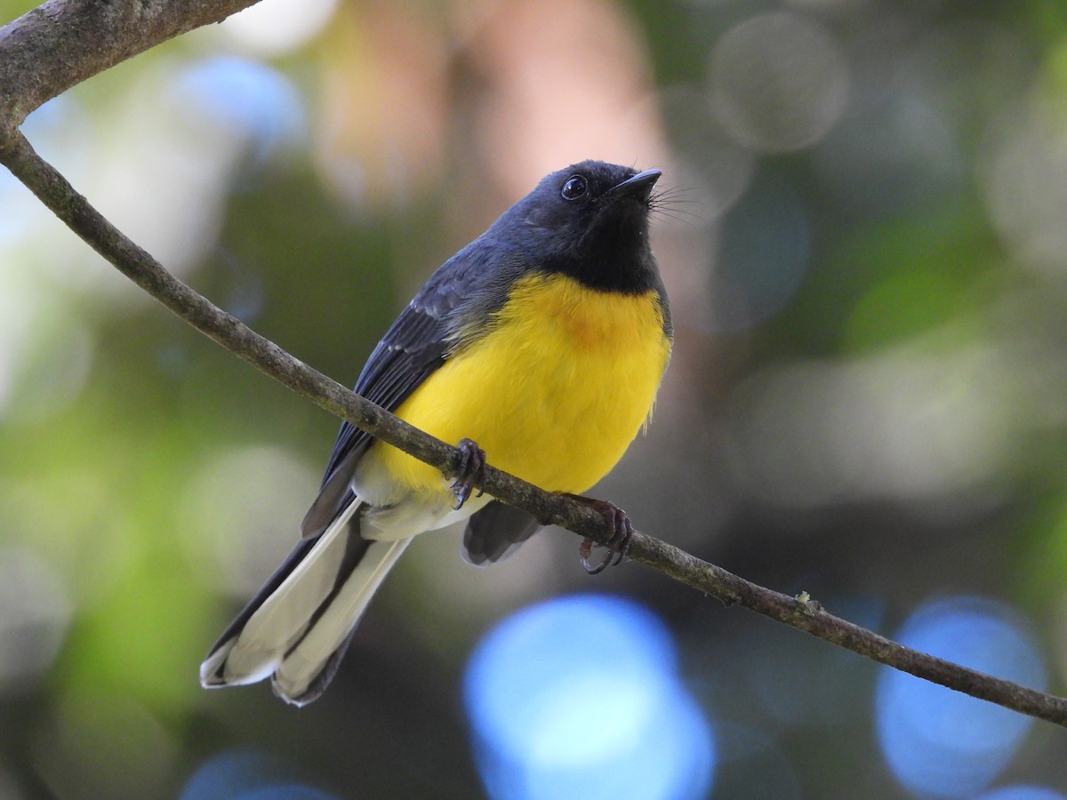 Slate-throated Redstart - ML644584400