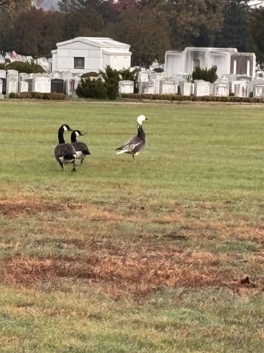 Snow Goose - ML644584404