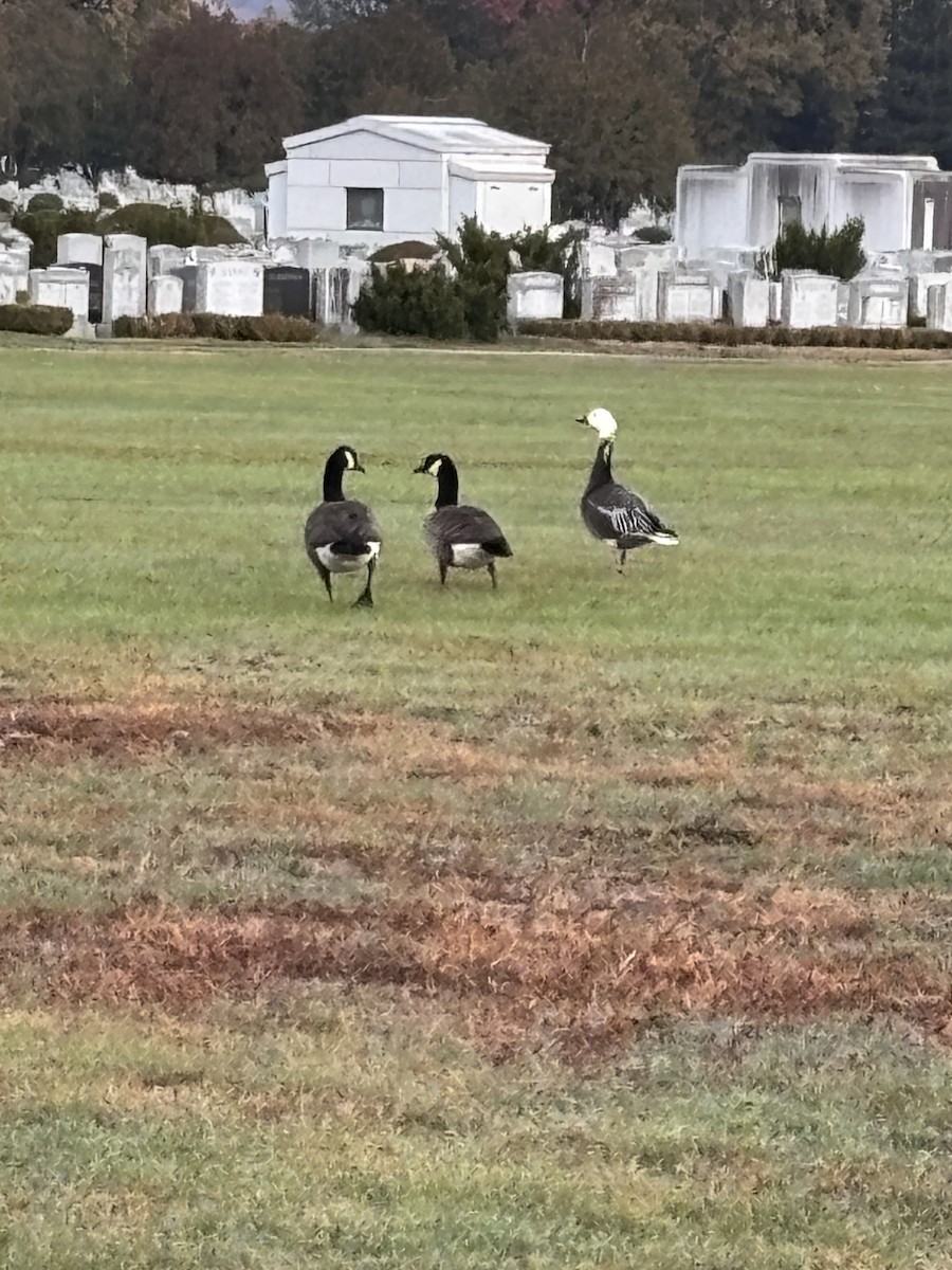 Snow Goose - ML644584405