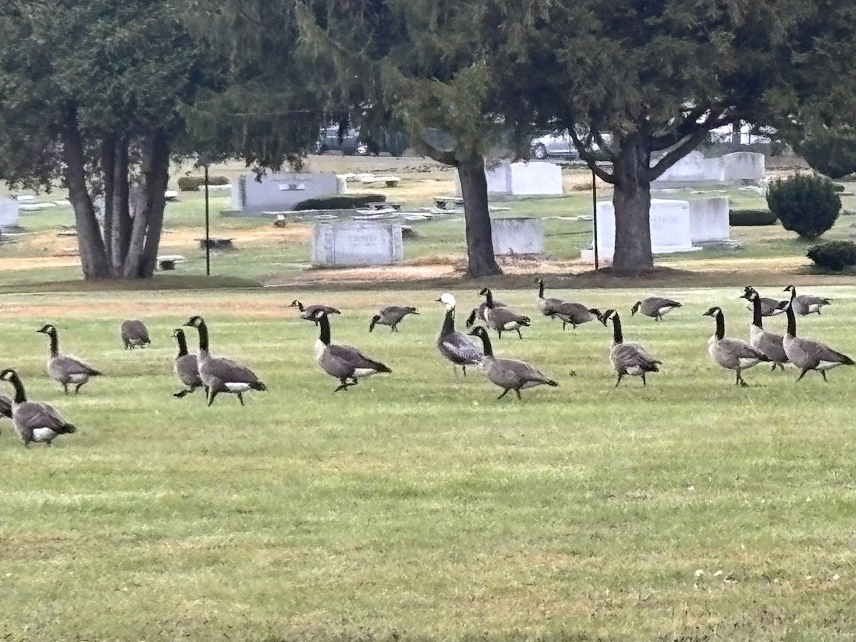 Snow Goose - ML644584406