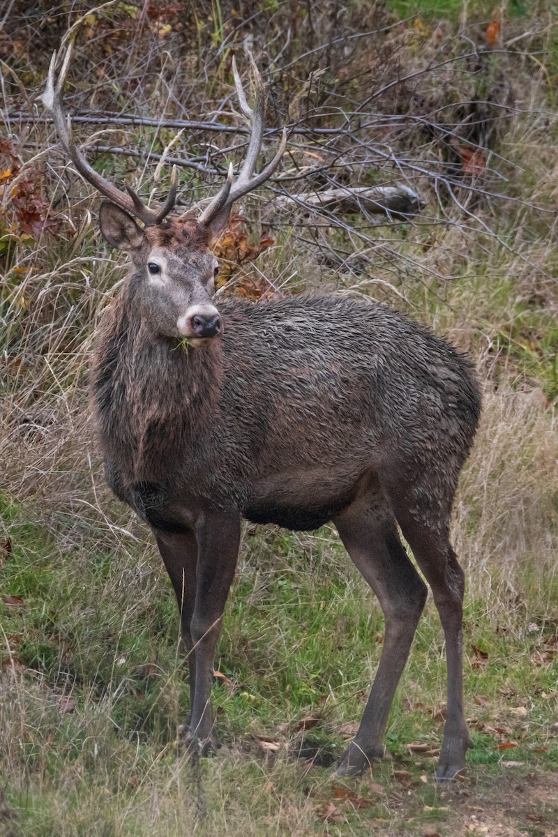 Red Deer - ML644584407