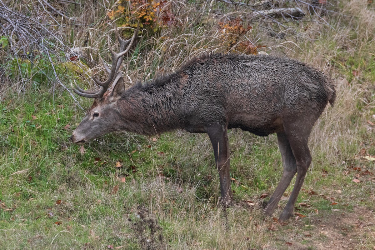 Red Deer - ML644584408