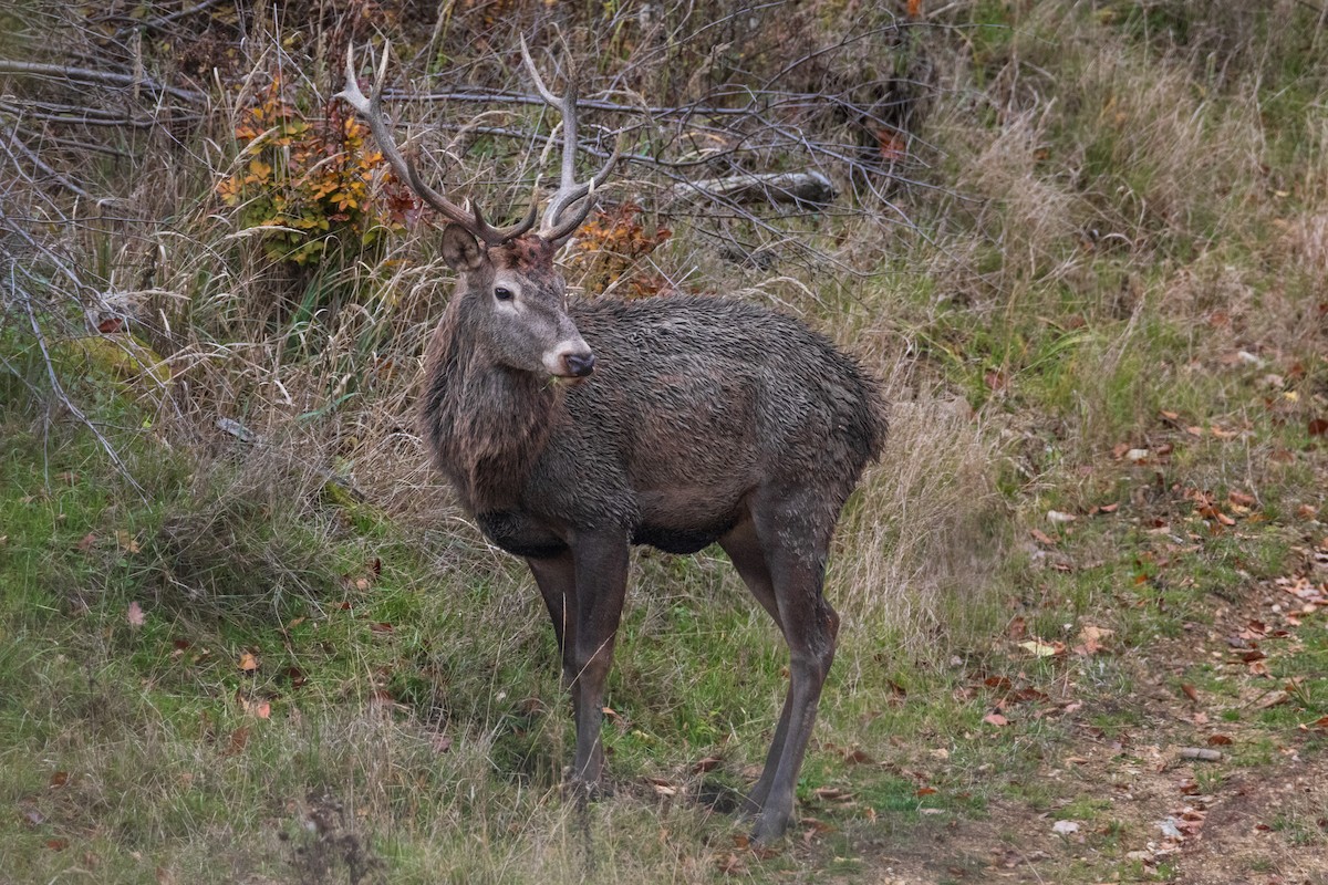 Red Deer - ML644584409