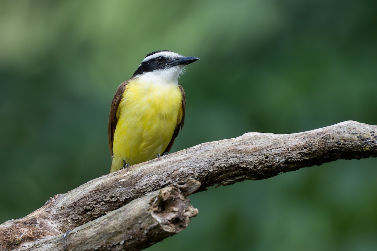 Great Kiskadee - ML644584416