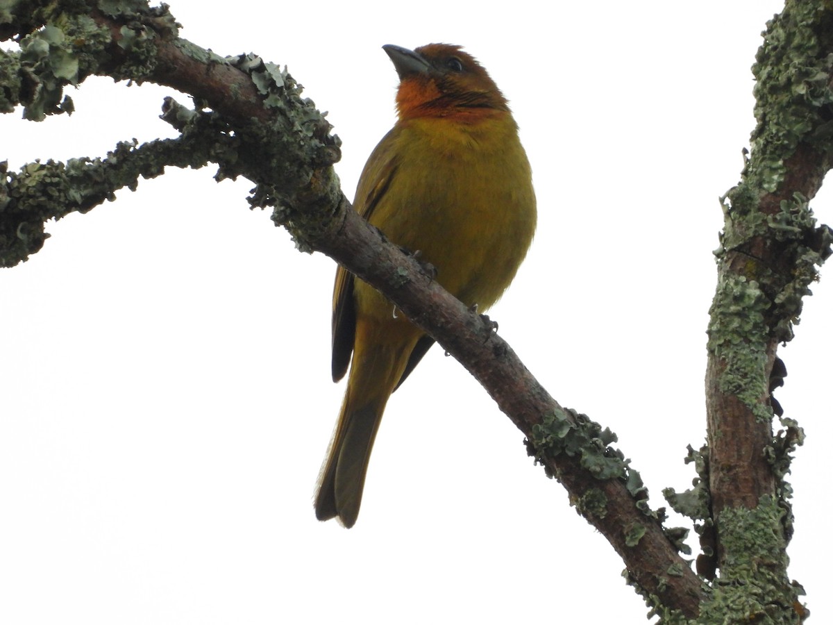 Hepatic Tanager - ML644584418