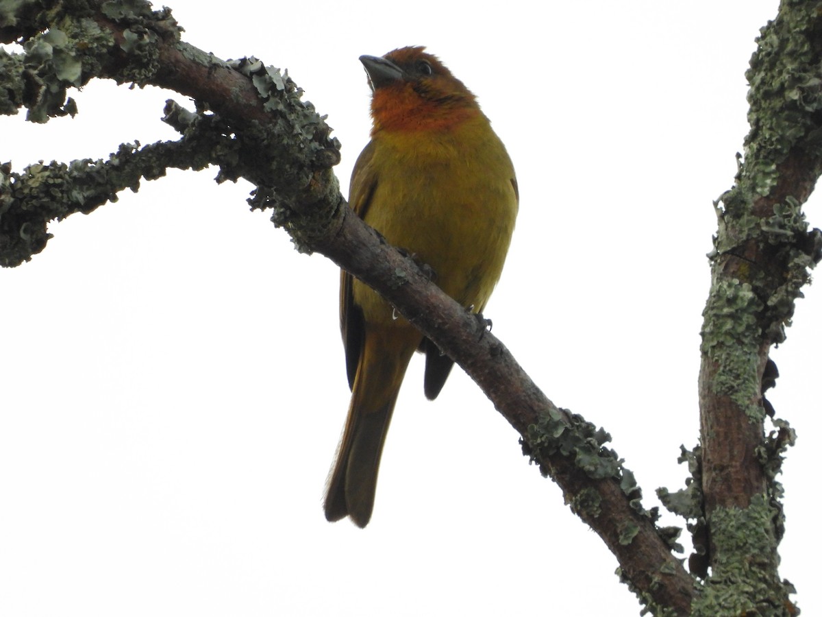 Hepatic Tanager - ML644584419