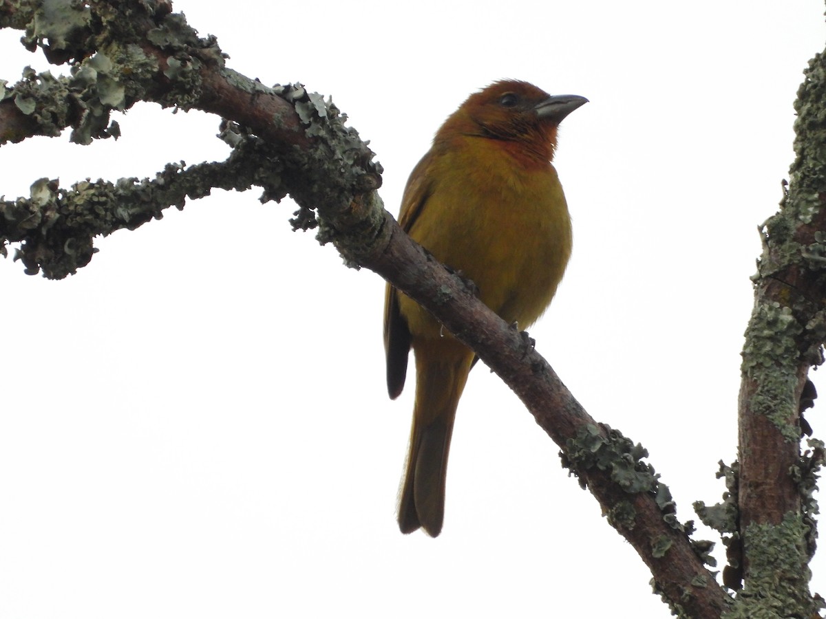 Hepatic Tanager - ML644584420