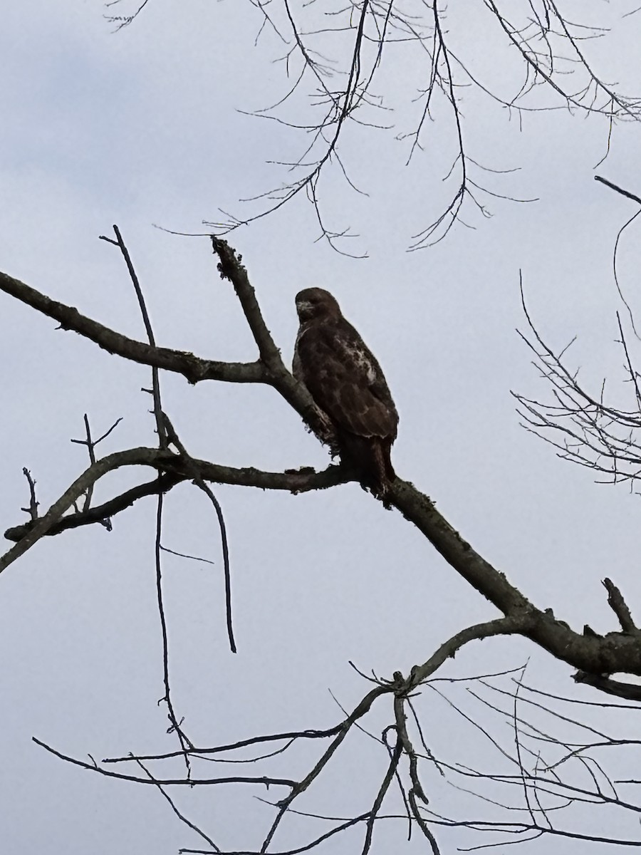Busardo Colirrojo - ML644584422