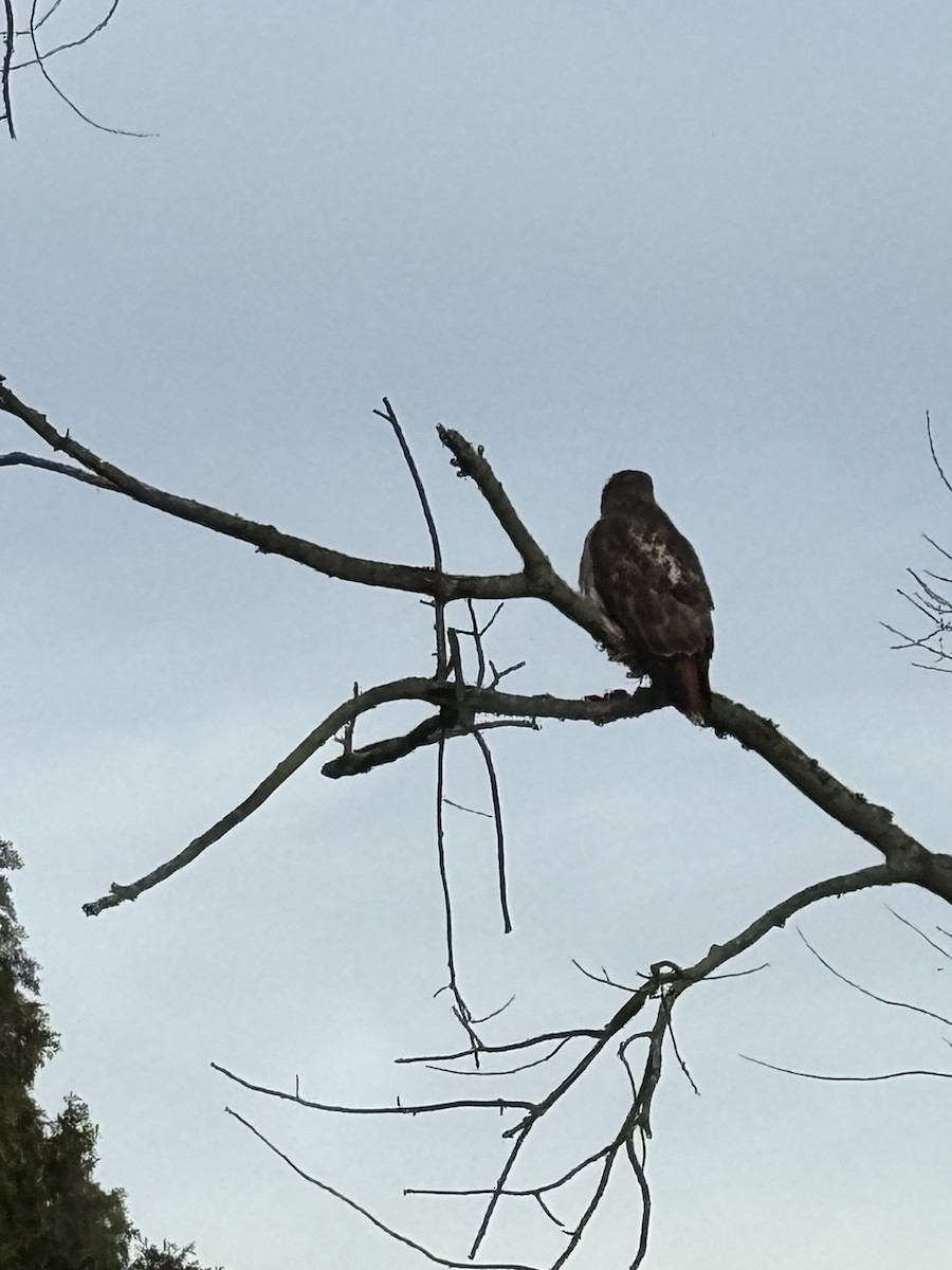 Busardo Colirrojo - ML644584423