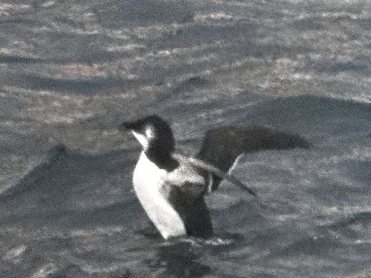 Razorbill - ML644584436