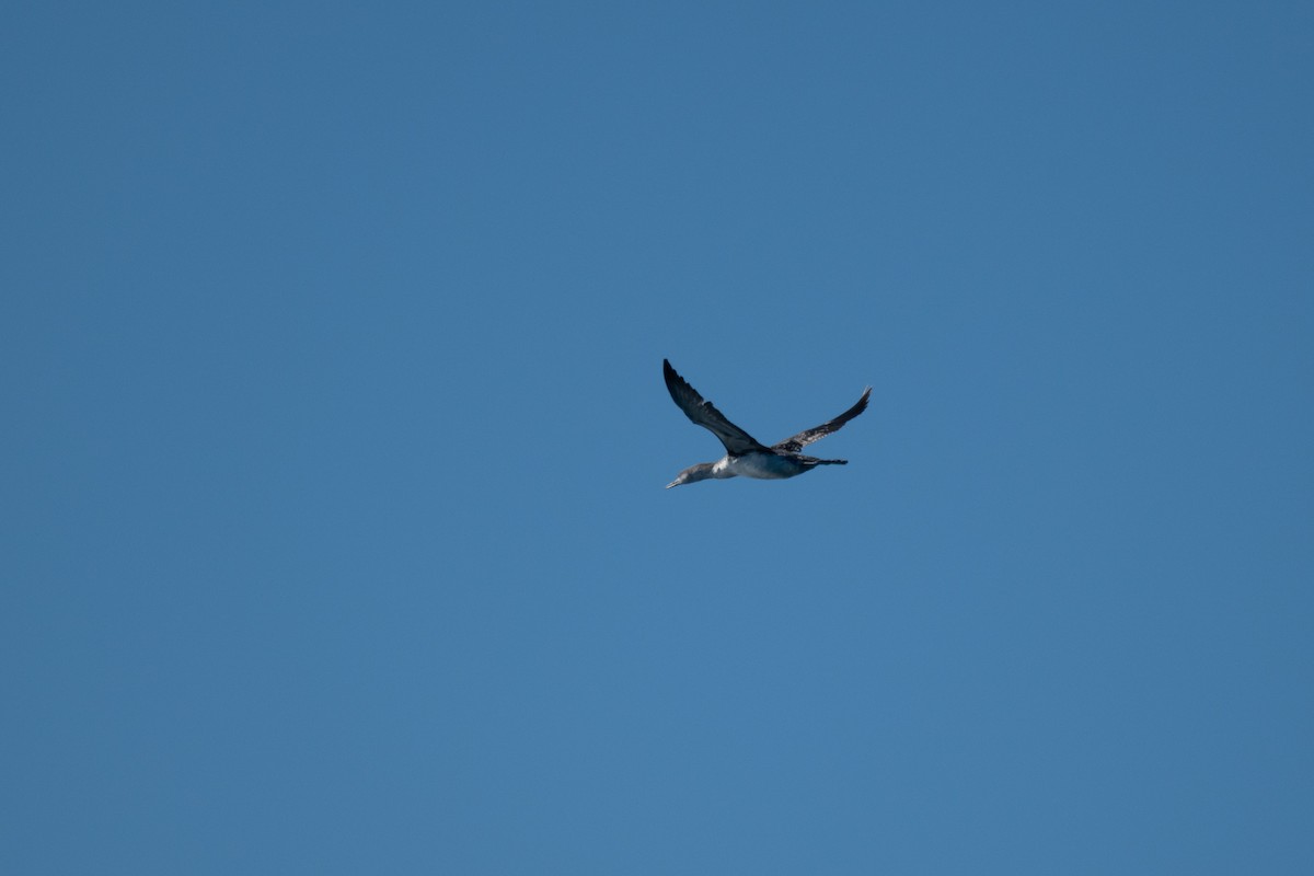 Plongeon catmarin - ML644584438