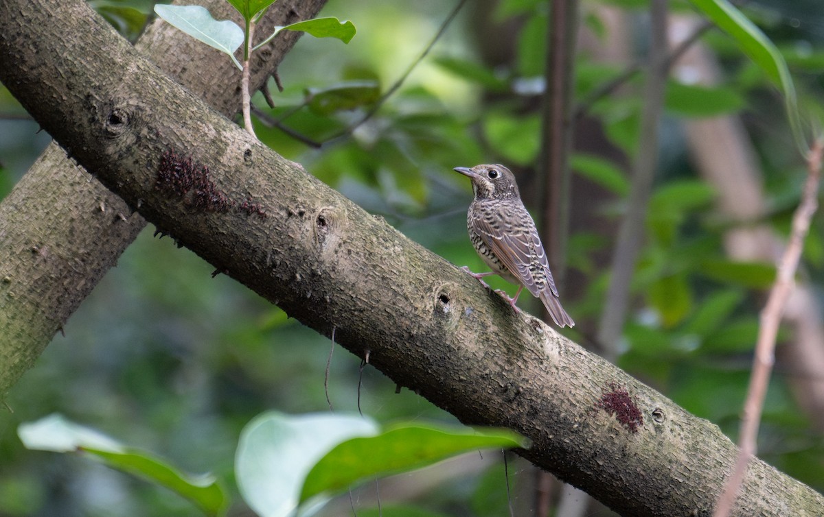 White-throated Rock-Thrush - ML644584441