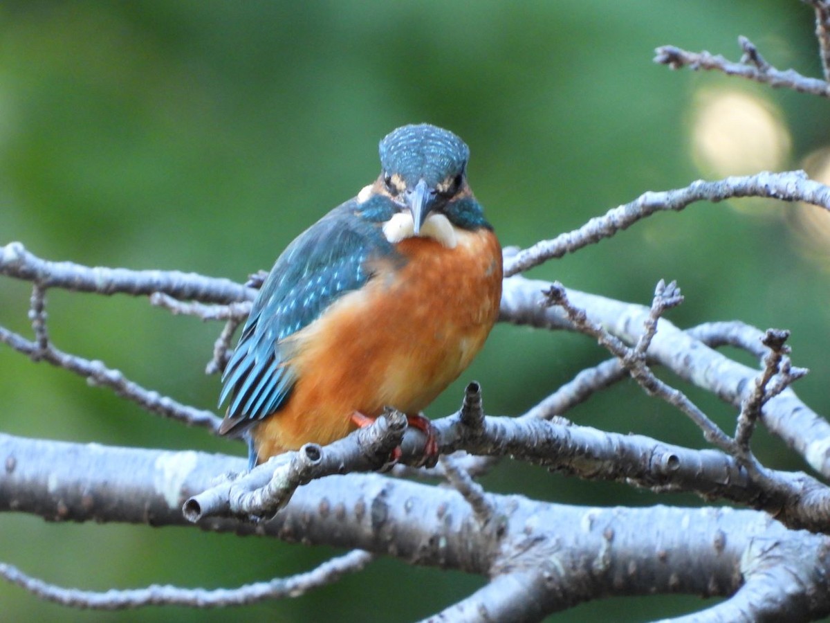 翠鳥 - ML644584442