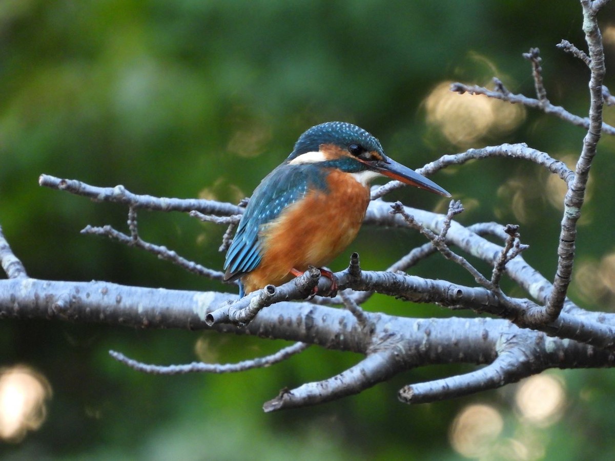 翠鳥 - ML644584443