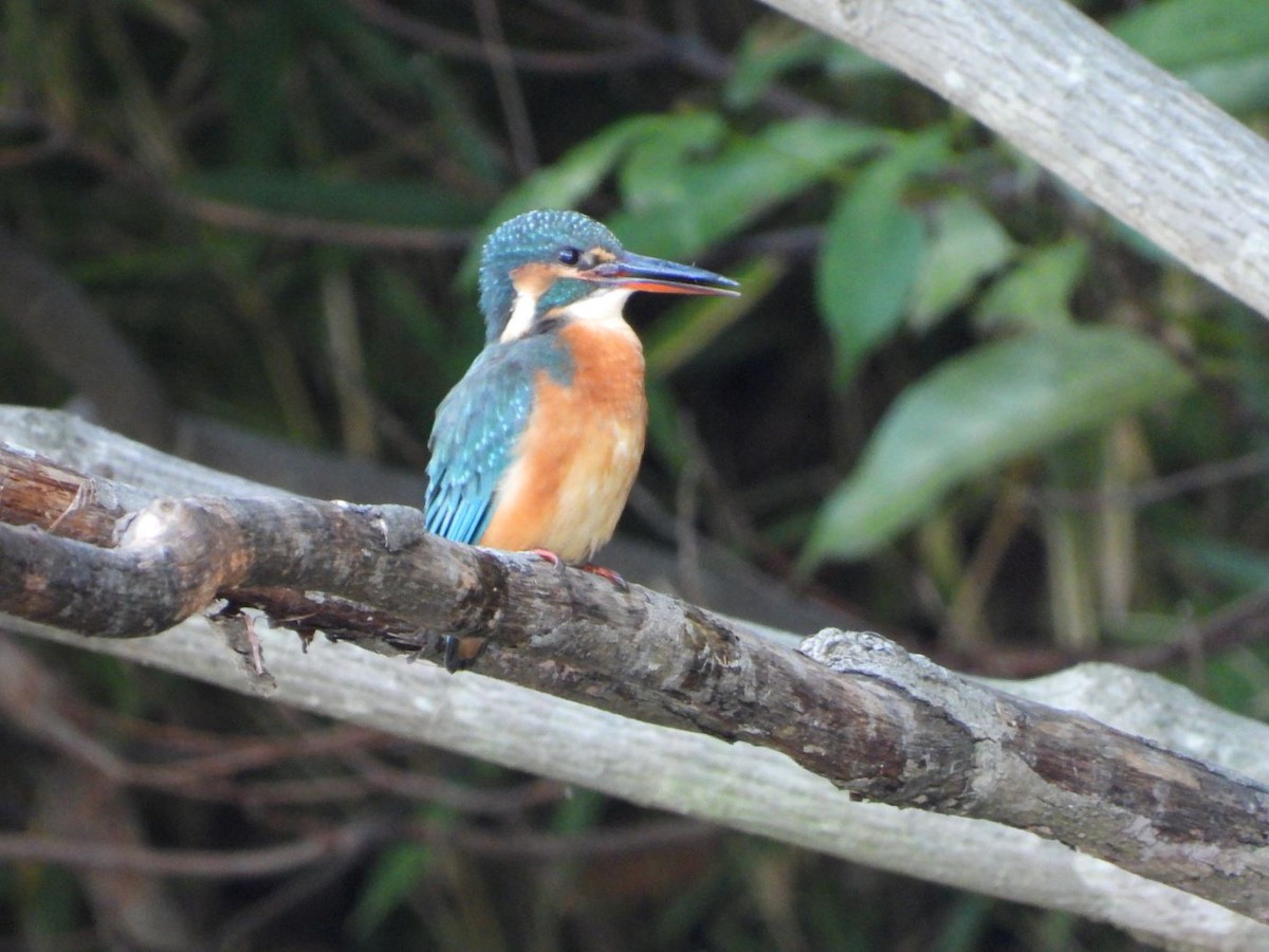 翠鳥 - ML644584444