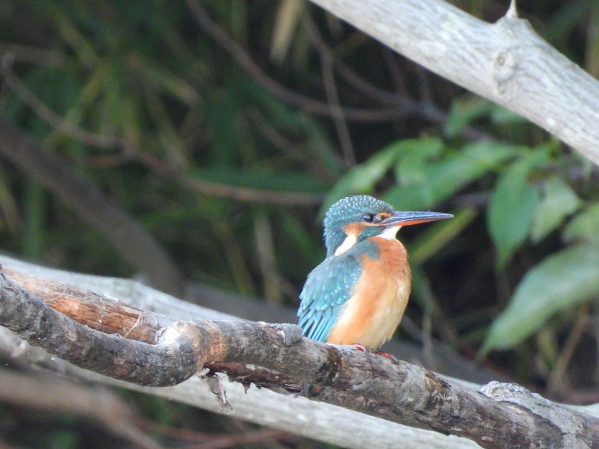 翠鳥 - ML644584446