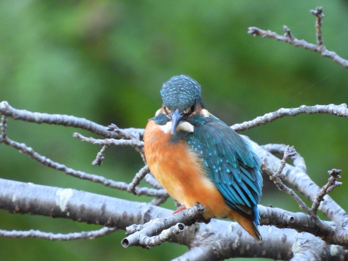 翠鳥 - ML644584447