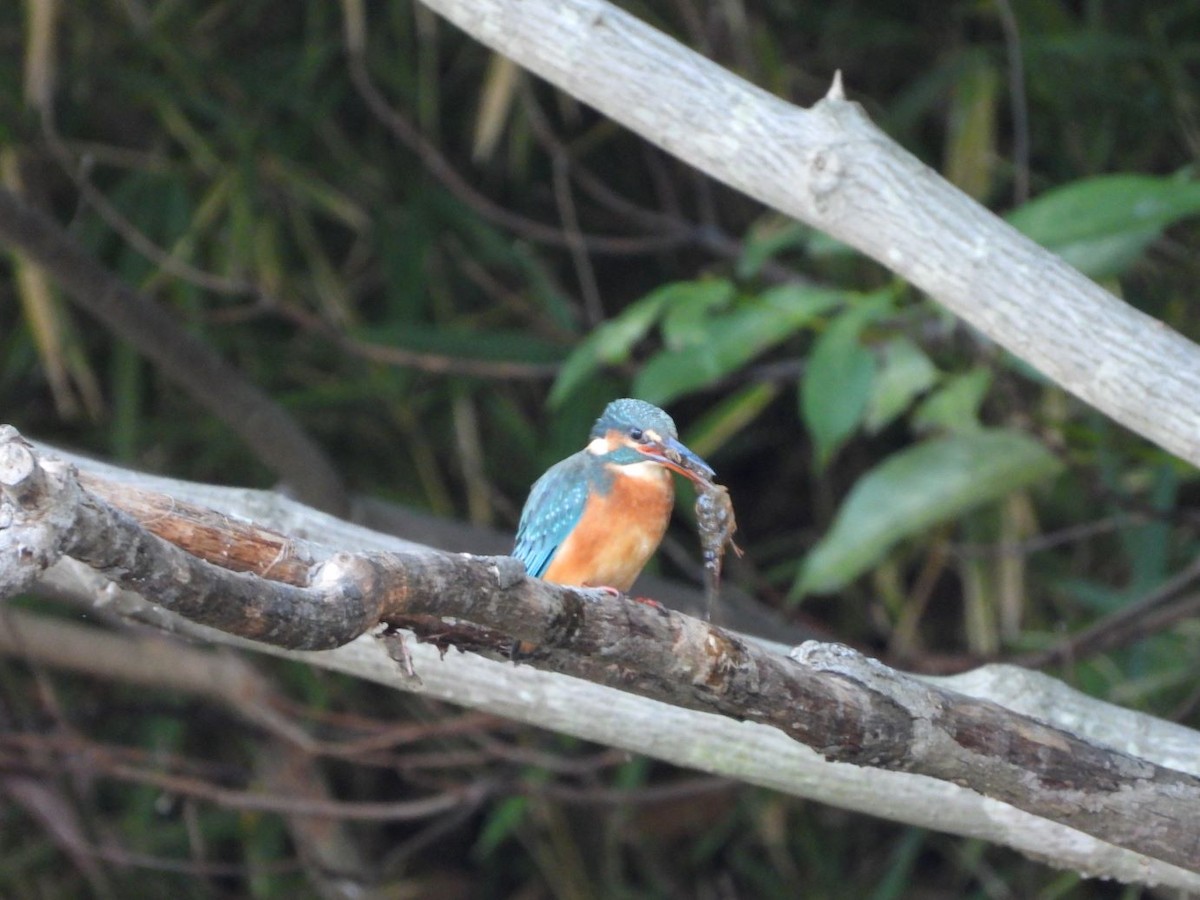 翠鳥 - ML644584448