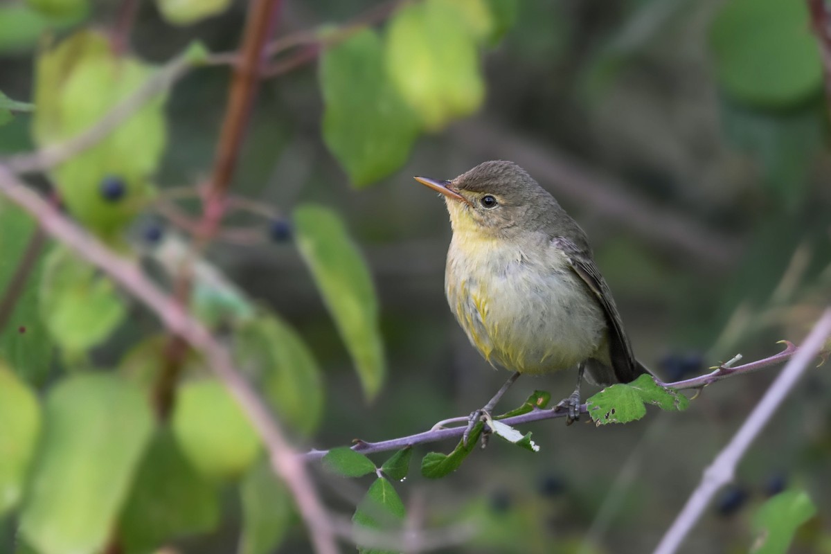 Sarı Mukallit - ML644584463