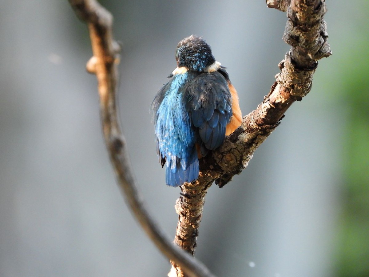 翠鳥 - ML644584474