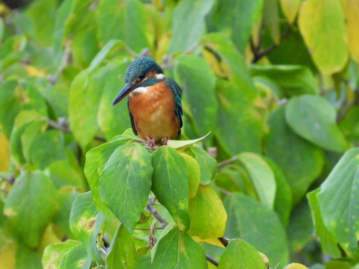 翠鳥 - ML644584475