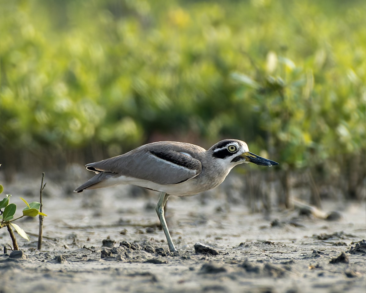 Great Thick-knee - ML644584479
