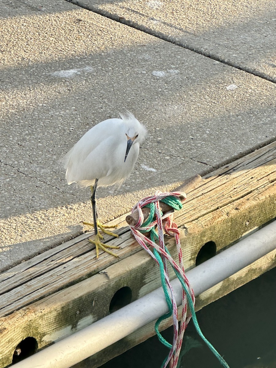 Snowy Egret - ML644584483
