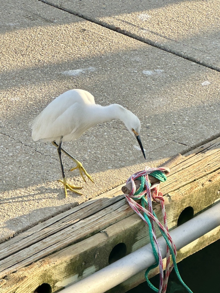 Snowy Egret - ML644584484
