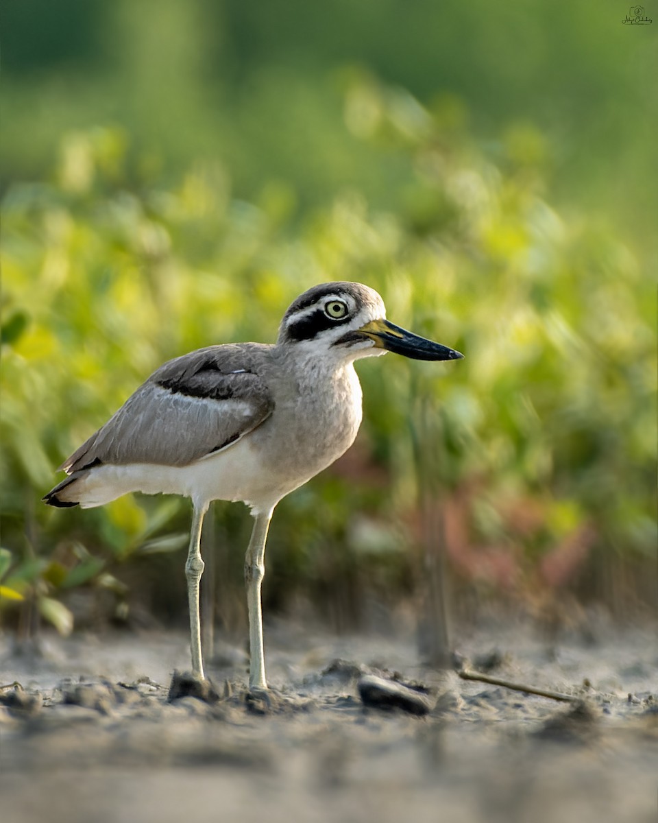 Great Thick-knee - ML644584487