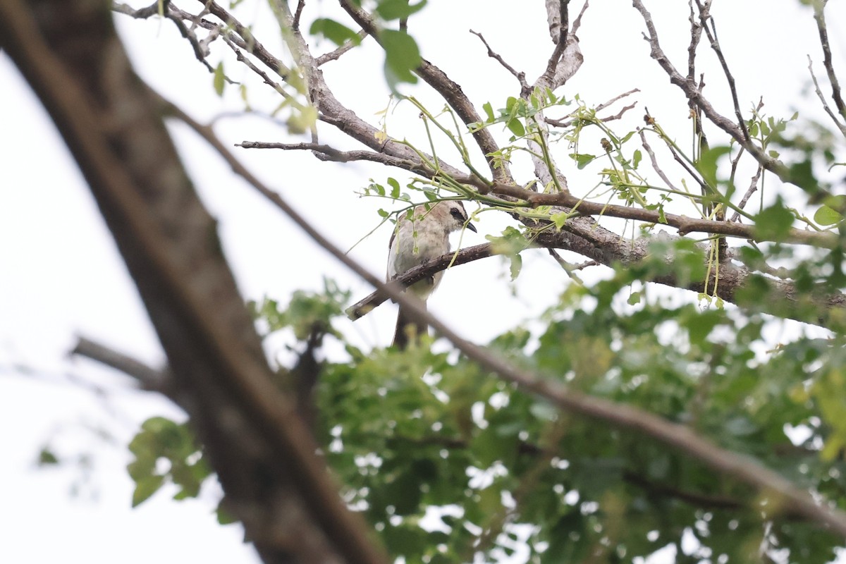 Бюльбюль широкобровий - ML644584499