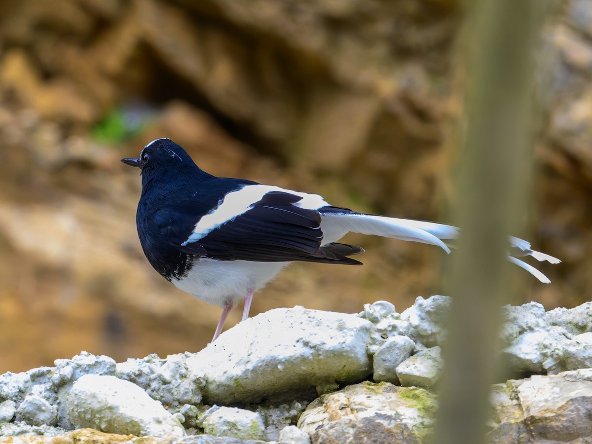White-crowned Forktail - ML644584500