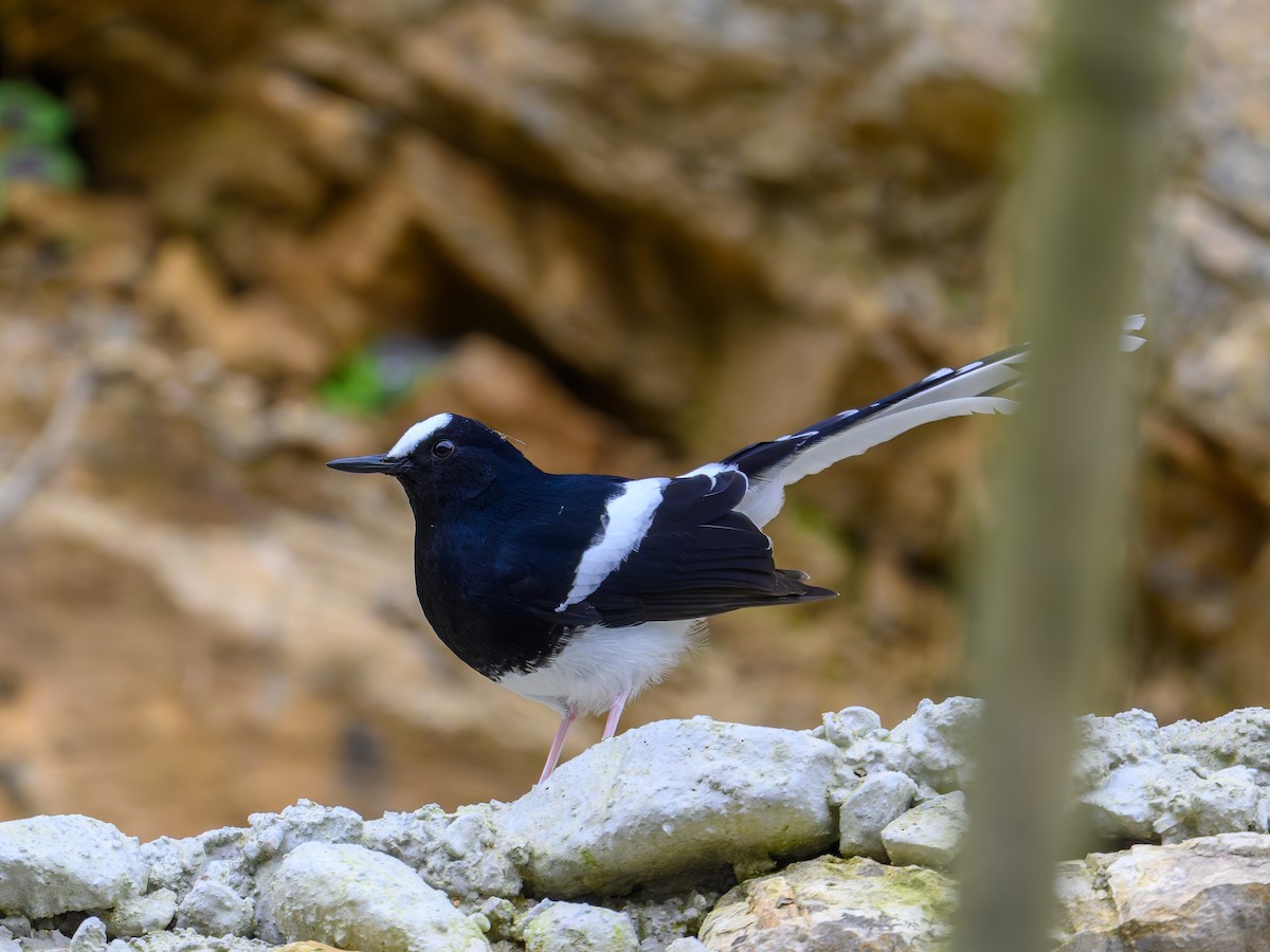 White-crowned Forktail - ML644584501