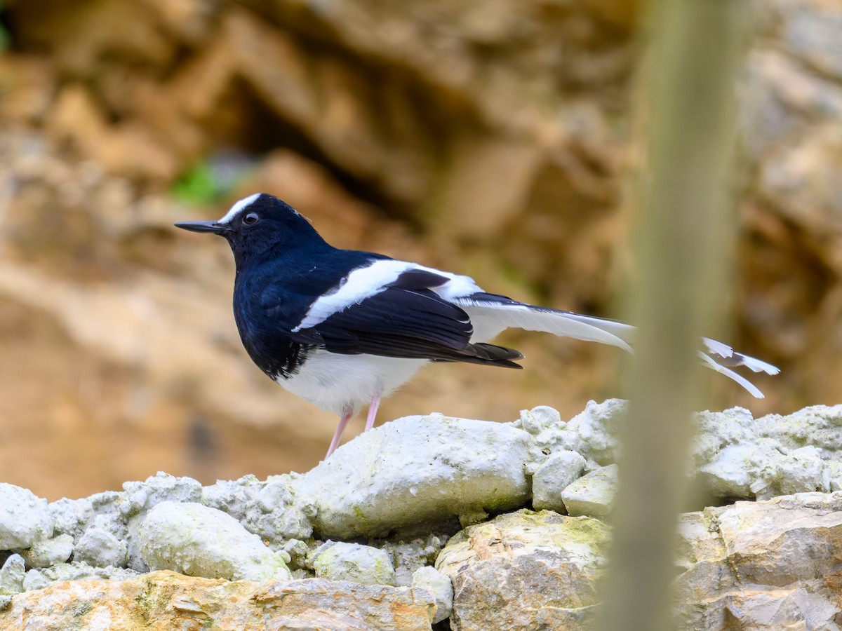 White-crowned Forktail - ML644584503