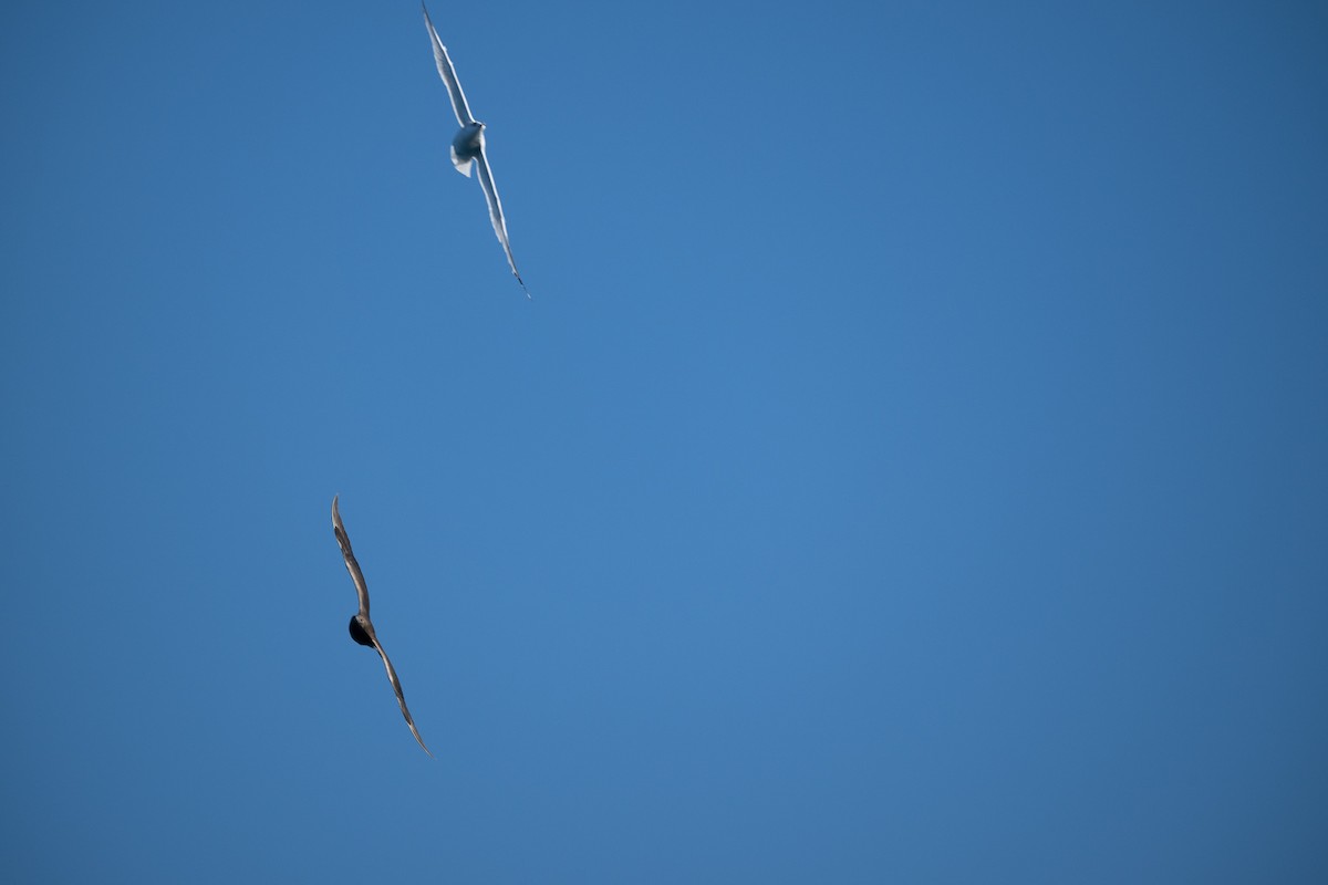 クロトウゾクカモメ - ML644584504