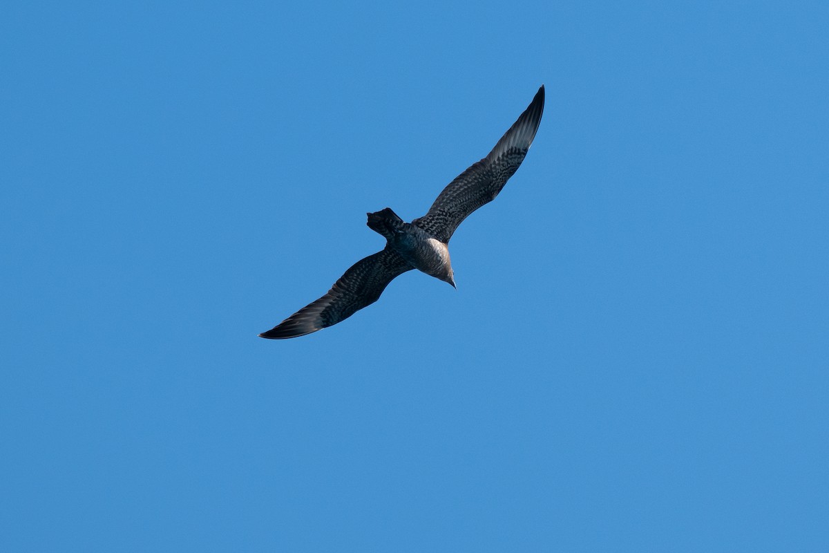 クロトウゾクカモメ - ML644584505