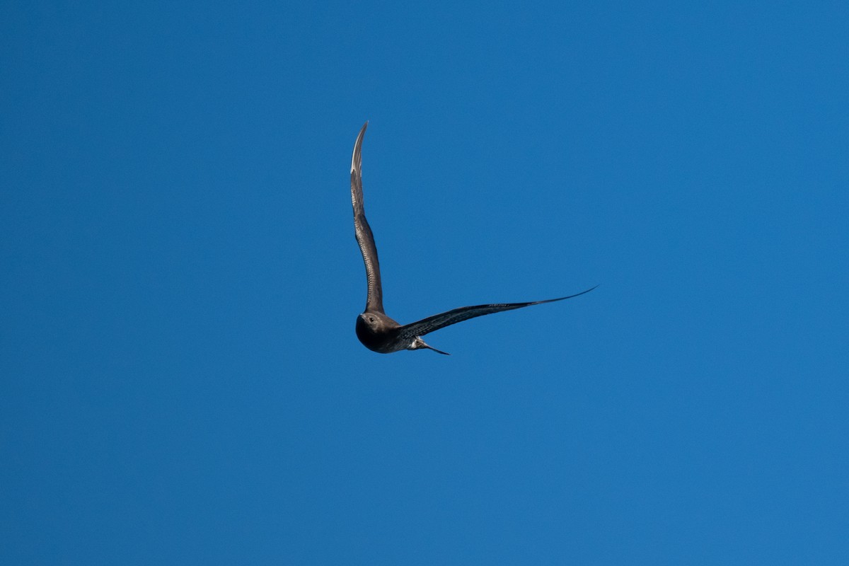 クロトウゾクカモメ - ML644584507