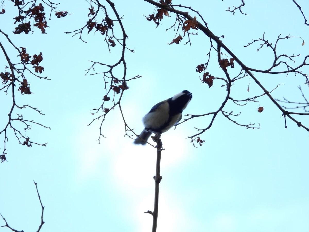 白頰山雀 - ML644584509