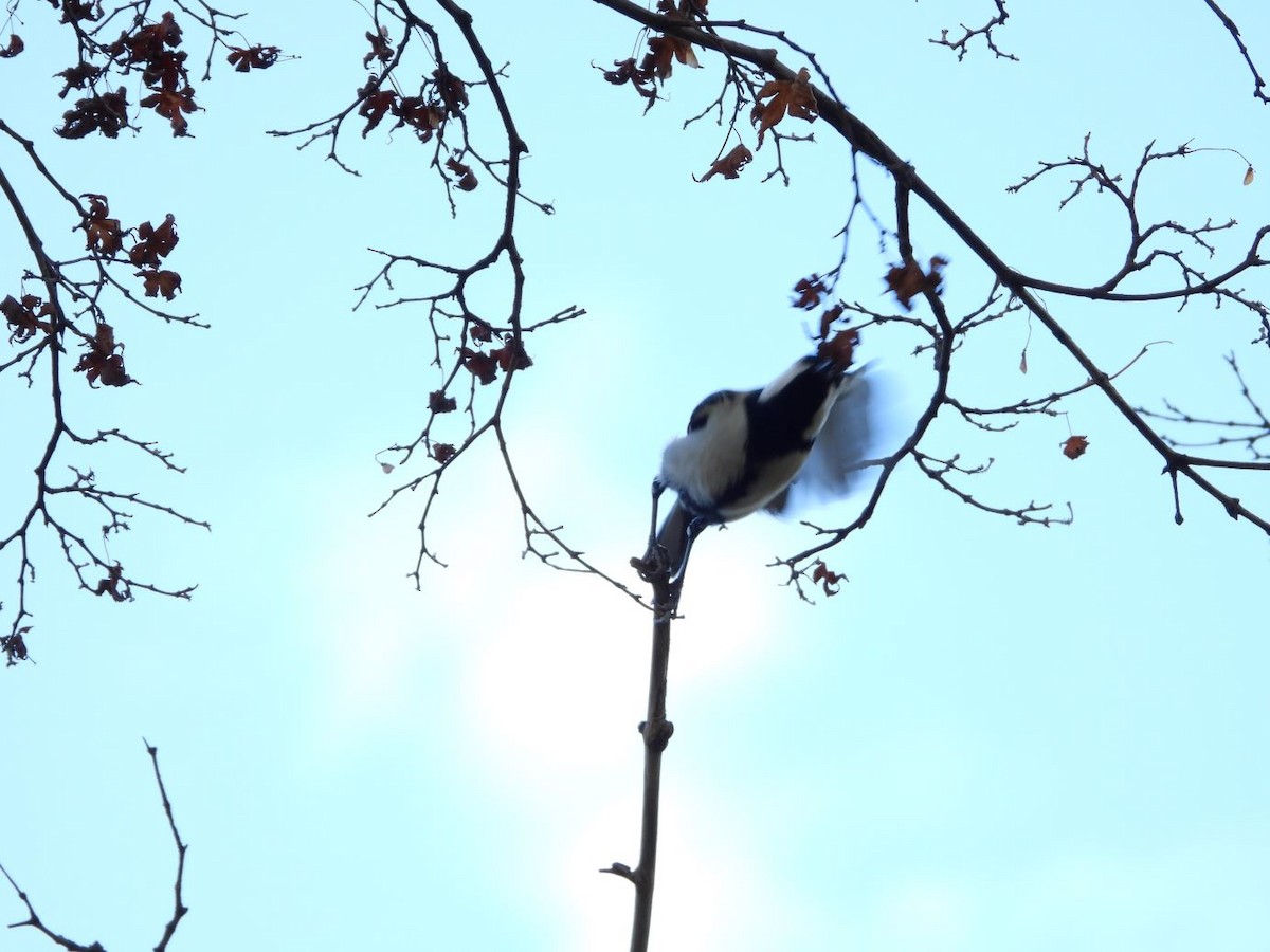 白頰山雀 - ML644584510