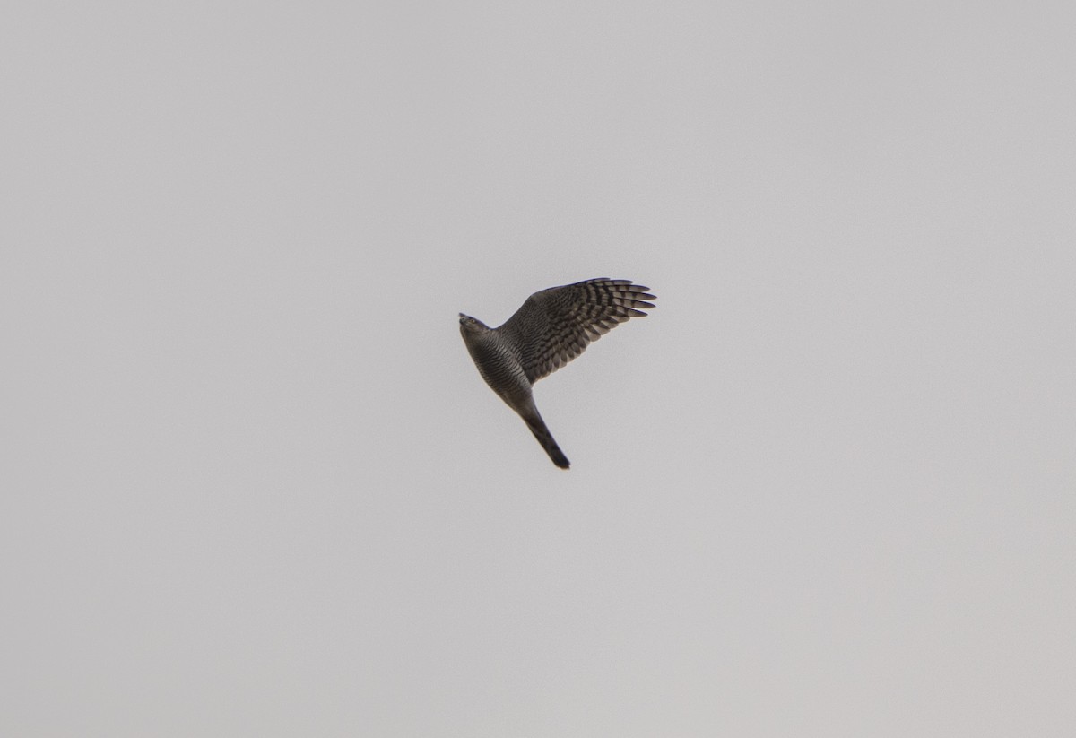 Eurasian Sparrowhawk - ML644584529