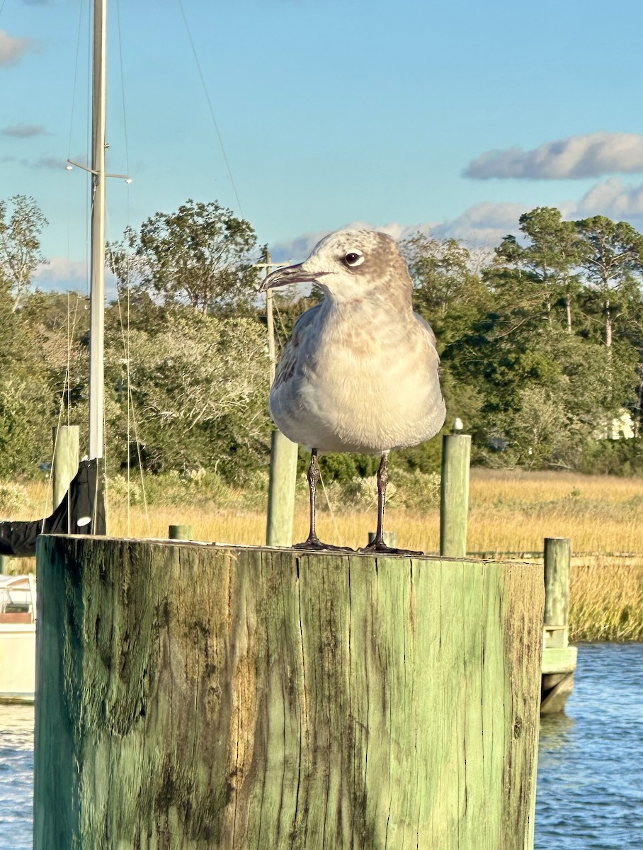 Laughing Gull - ML644584530