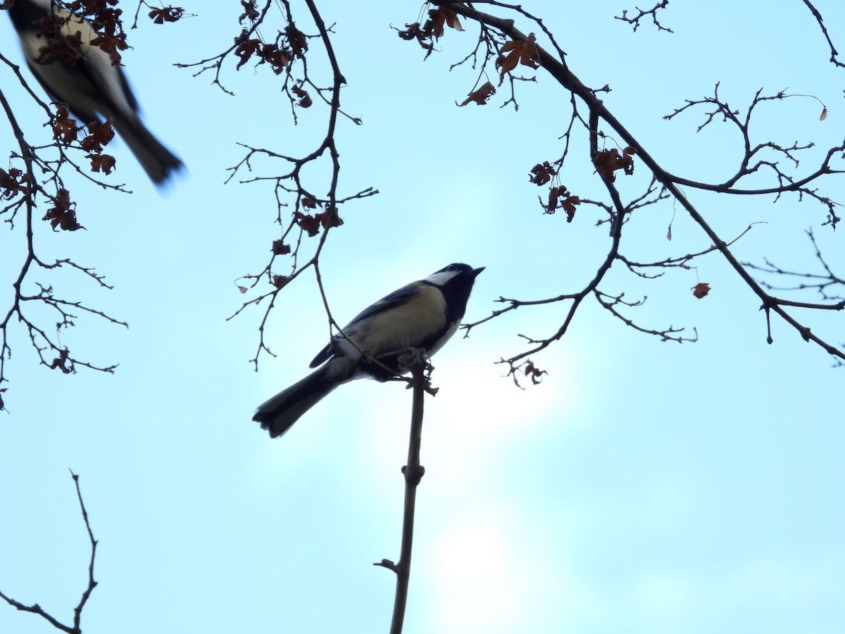 白頰山雀 - ML644584535