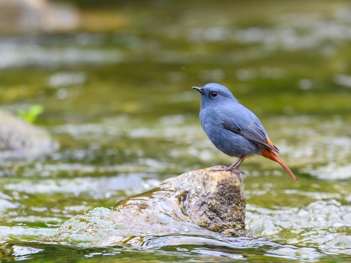 Kurşuni Kızılkuyruk - ML644584537