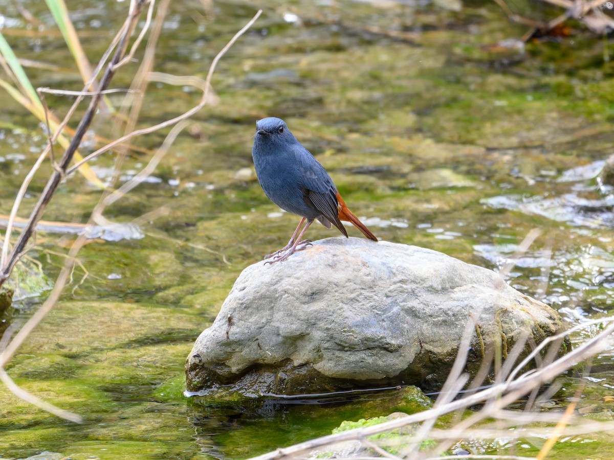 Kurşuni Kızılkuyruk - ML644584538