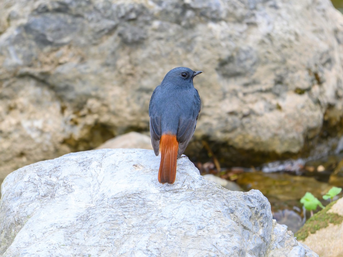 Plumbeous Redstart - ML644584539