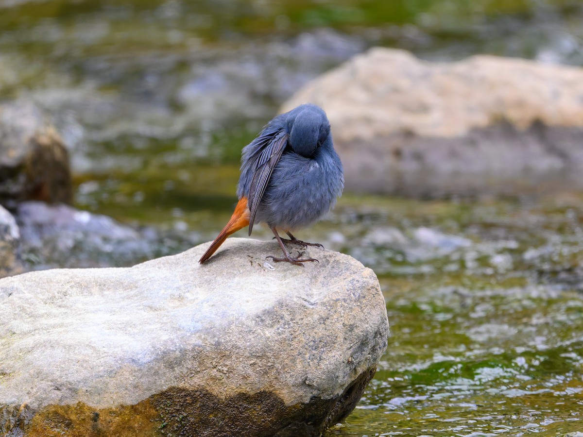 Plumbeous Redstart - ML644584540