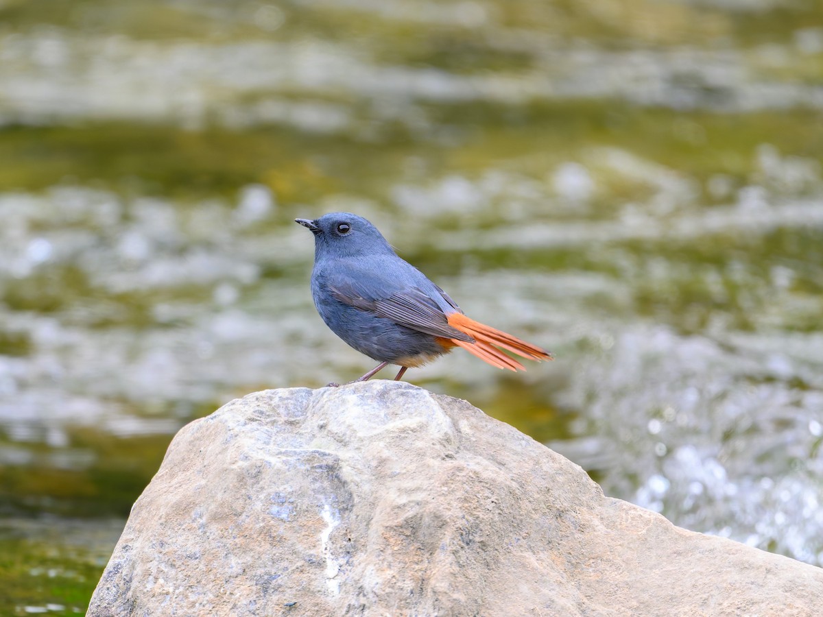 Kurşuni Kızılkuyruk - ML644584541