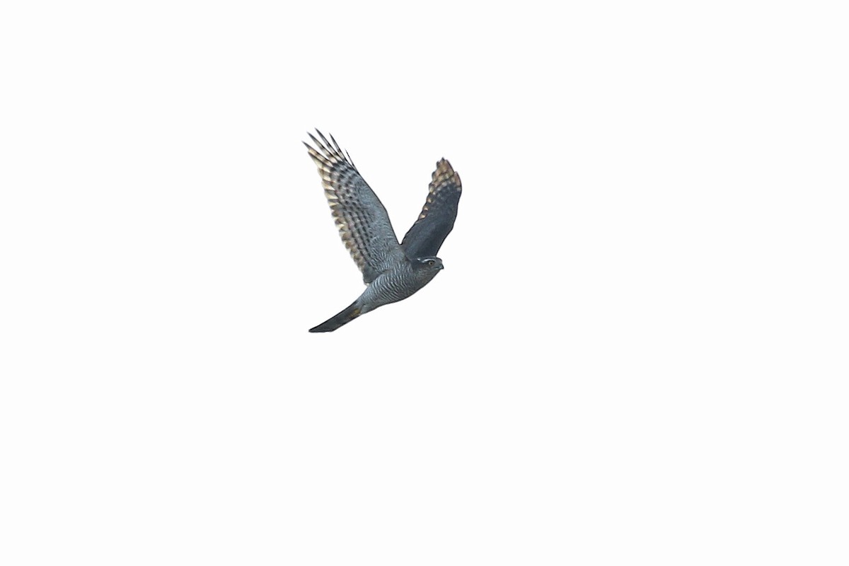 Eurasian Sparrowhawk - ML644584542